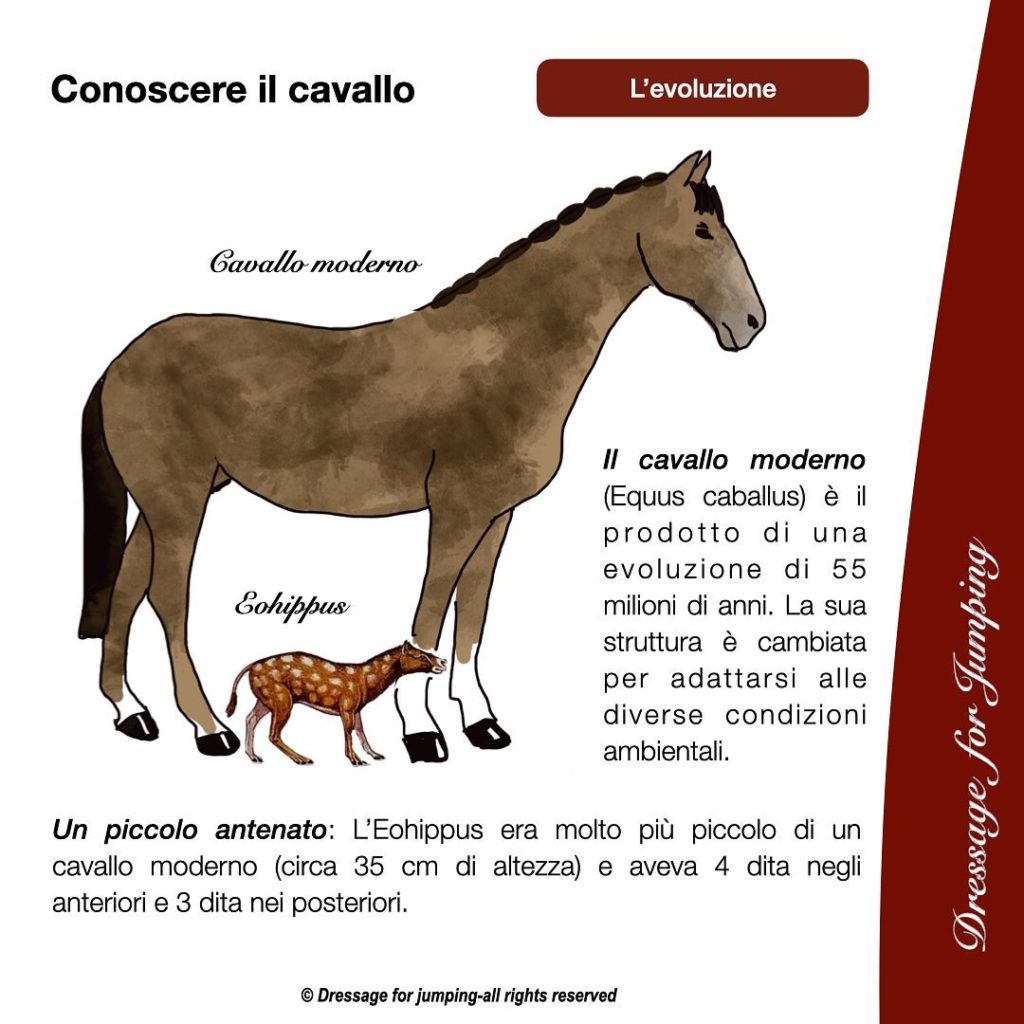 Lo sapevi che l’antenato del cavallo era grande come una volpe?