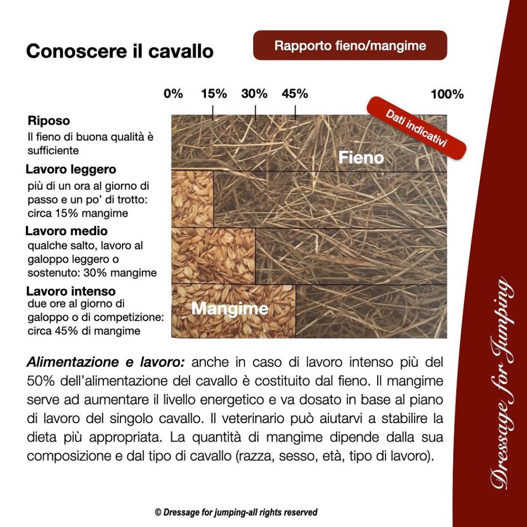 Qual è il rapporto corretto tra fieno e mangime nella dieta del cavallo?