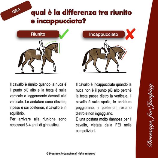 Qual è la differenza tra cavallo riunito e cavallo incappucciato?