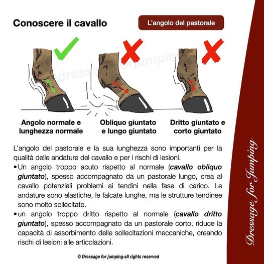 la corretta conformazione del pastorale del cavallo. Il pastorale deve avere un angolo e una lunghezza normali.