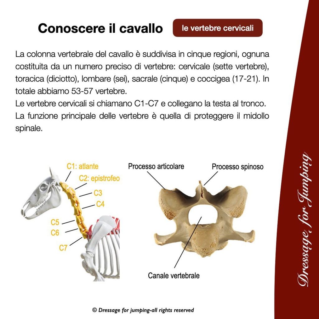 le vertebre cervicali si chiamano C1, C2, C3, C4, C5, C6 e C 7 e collegano la testa al tronco