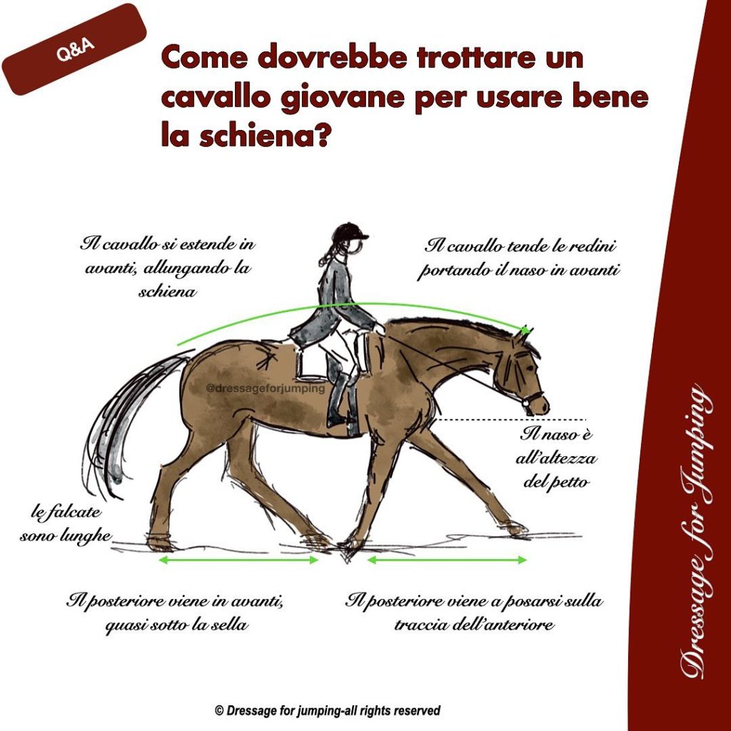 Come dovrebbe trottare un cavallo giovane o poco addestrato per usare bene la schiena