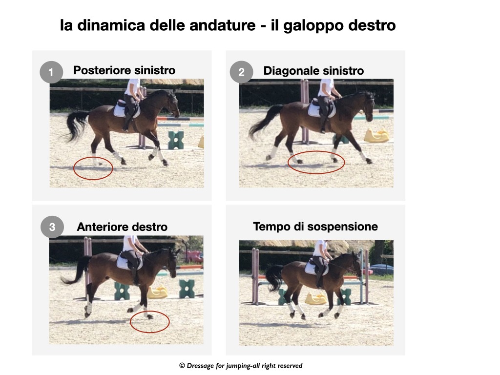 come si muove il cavallo al galoppo? nel galoppo a mano destra abbiamo tre fasi e un tempo di sospensione. La prima fase è il posteriore sinistro, la seconda è il diagonale sinistro e la terza è l'anteriore destro